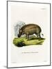 Eritrean Warthog-null-Mounted Giclee Print