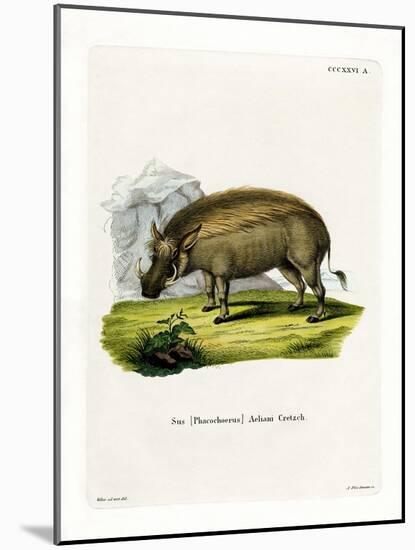 Eritrean Warthog-null-Mounted Giclee Print