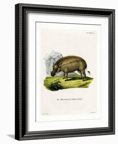 Eritrean Warthog-null-Framed Giclee Print