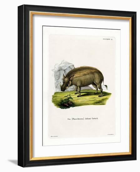 Eritrean Warthog-null-Framed Giclee Print