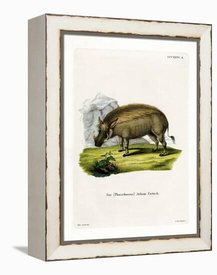 Eritrean Warthog-null-Framed Premier Image Canvas