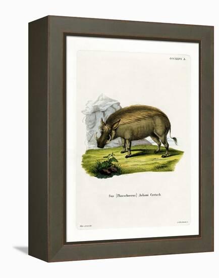 Eritrean Warthog-null-Framed Premier Image Canvas