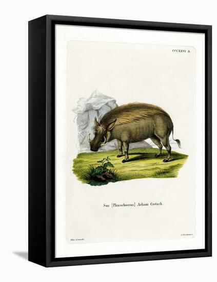 Eritrean Warthog-null-Framed Premier Image Canvas