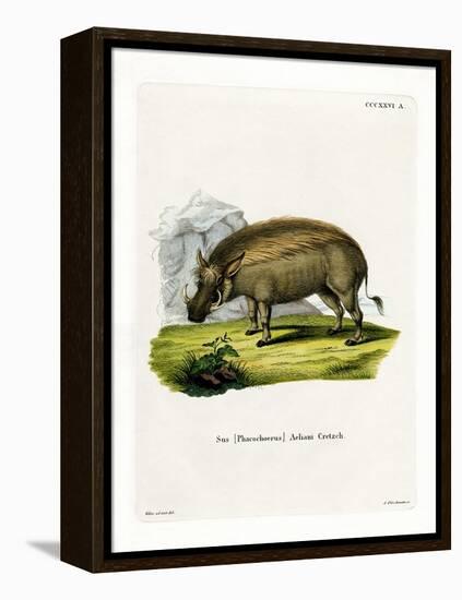 Eritrean Warthog-null-Framed Premier Image Canvas