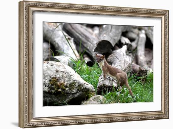 Ermine, Big Weasel-Reiner Bernhardt-Framed Photographic Print