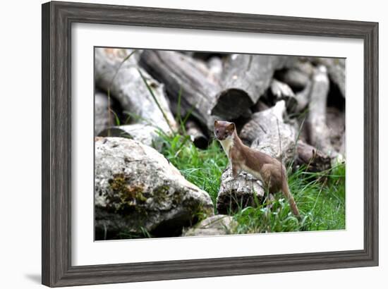 Ermine, Big Weasel-Reiner Bernhardt-Framed Photographic Print