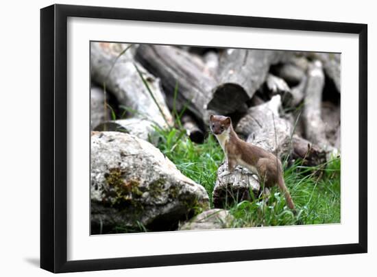 Ermine, Big Weasel-Reiner Bernhardt-Framed Photographic Print