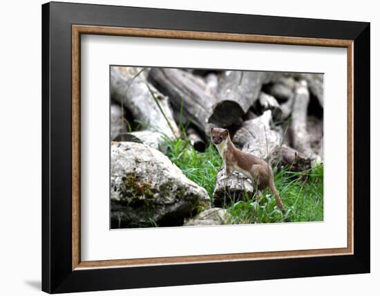 Ermine, Big Weasel-Reiner Bernhardt-Framed Photographic Print