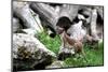 Ermine, Big Weasel-Reiner Bernhardt-Mounted Photographic Print