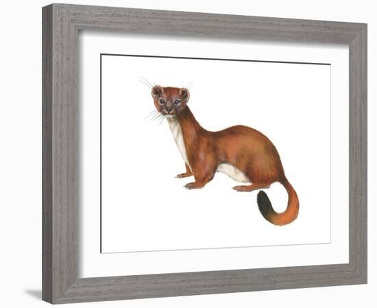 Ermine (Mustela), Weasel, Mammals-Encyclopaedia Britannica-Framed Art Print