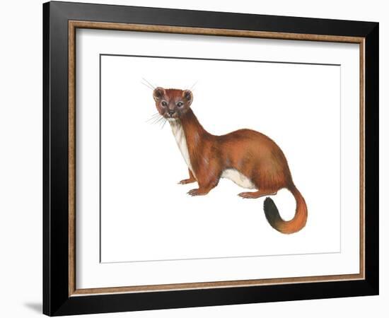 Ermine (Mustela), Weasel, Mammals-Encyclopaedia Britannica-Framed Art Print