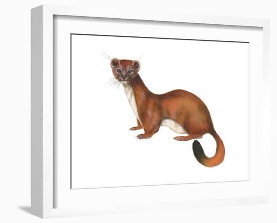 Ermine (Mustela), Weasel, Mammals-Encyclopaedia Britannica-Framed Art Print