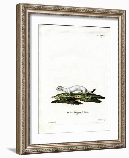 Ermine-null-Framed Giclee Print