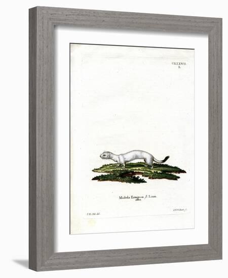 Ermine-null-Framed Giclee Print