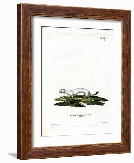 Ermine-null-Framed Giclee Print