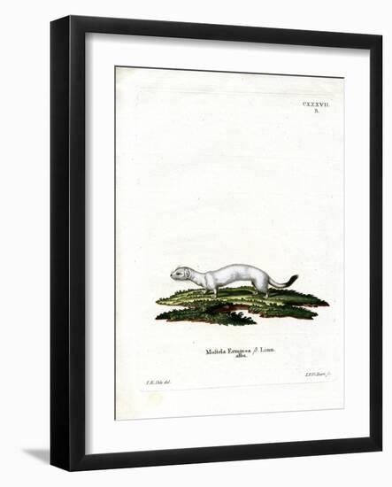 Ermine-null-Framed Giclee Print