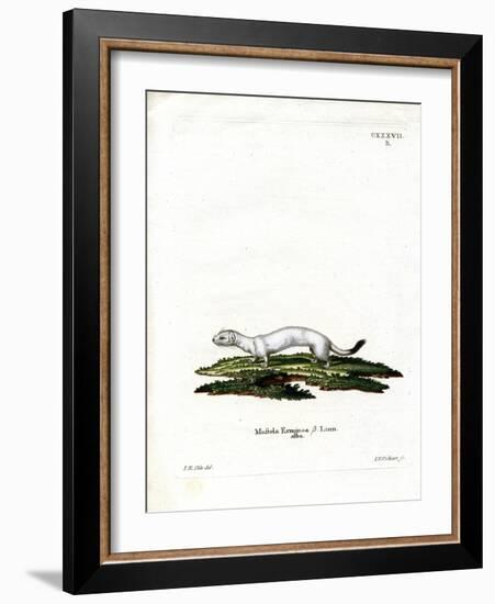 Ermine-null-Framed Giclee Print