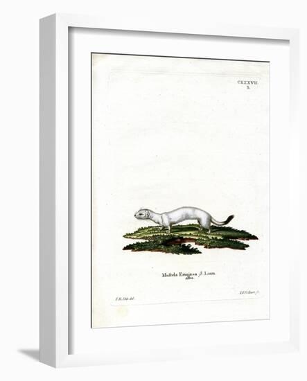 Ermine-null-Framed Giclee Print