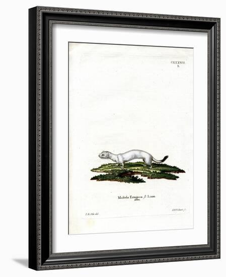 Ermine-null-Framed Giclee Print