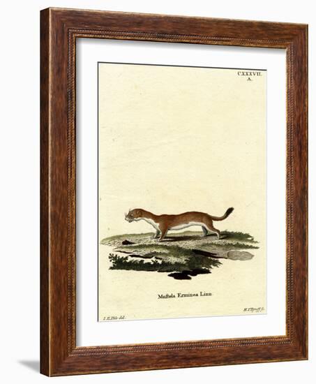 Ermine-null-Framed Giclee Print