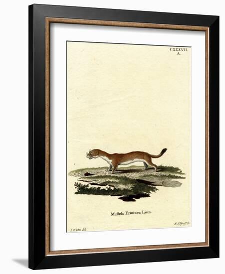 Ermine-null-Framed Giclee Print