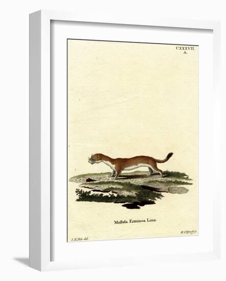 Ermine-null-Framed Giclee Print