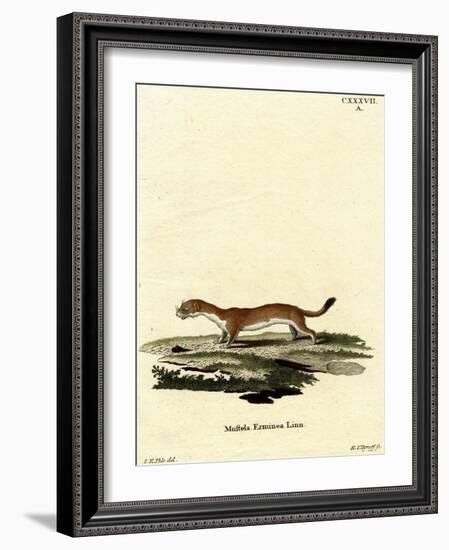 Ermine-null-Framed Giclee Print