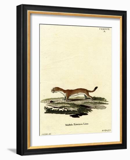 Ermine-null-Framed Giclee Print