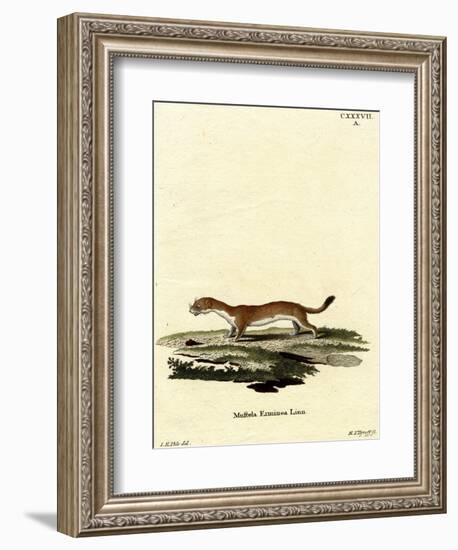 Ermine-null-Framed Giclee Print