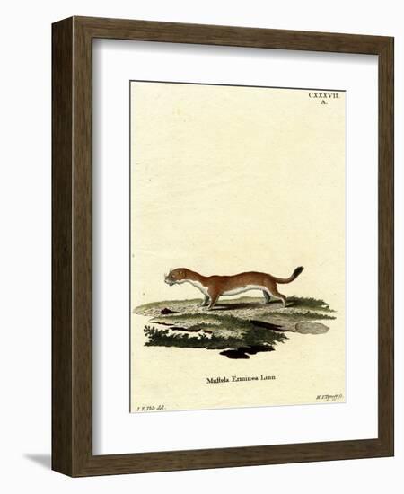 Ermine-null-Framed Giclee Print