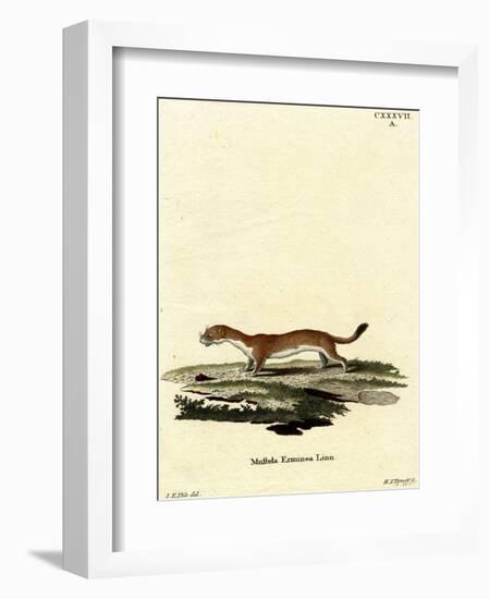 Ermine-null-Framed Giclee Print