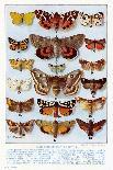 A Selection of Common British Moths-Ernest Aris-Mounted Art Print
