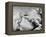 Ernest Shackleton's Ship Endurance Trapped in Ice-Bettmann-Framed Premier Image Canvas