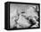 Ernest Shackleton's Ship Endurance Trapped in Ice-Bettmann-Framed Premier Image Canvas