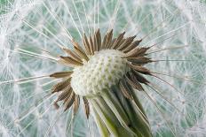 Dandelion (Taraxacum Officinale) Seed Head, Close, Norfolk, England, UK, May-Ernie Janes-Photographic Print