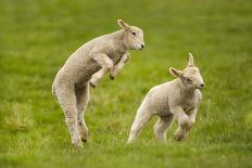 Domestic Sheep, Lambs Playing in Field, Goosehill Farm, Buckinghamshire, UK, April 2005-Ernie Janes-Framed Photographic Print