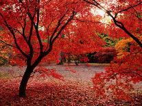 Japanese Maples in Autumn-Ernie Janes-Photographic Print
