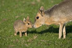 Mara - Patagonian Cavy (Dolichotis Patagonum) Adult With Young, Captive-Ernie Janes-Photographic Print