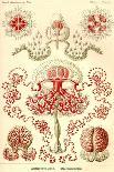 Jellyfish: Discomedusae-Ernst Haeckel-Art Print