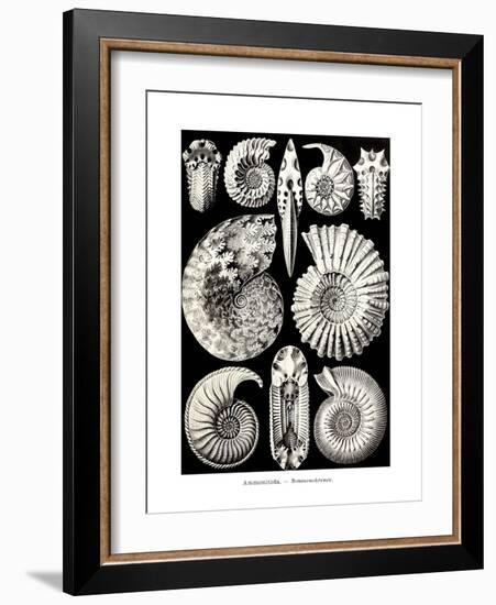 ERNST HAECKEL ART - 19Th Century - Ammonitida-The Nature Notes-Framed Photographic Print