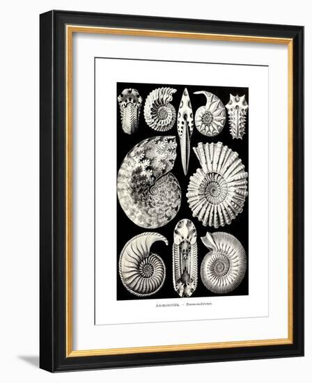 ERNST HAECKEL ART - 19Th Century - Ammonitida-The Nature Notes-Framed Photographic Print