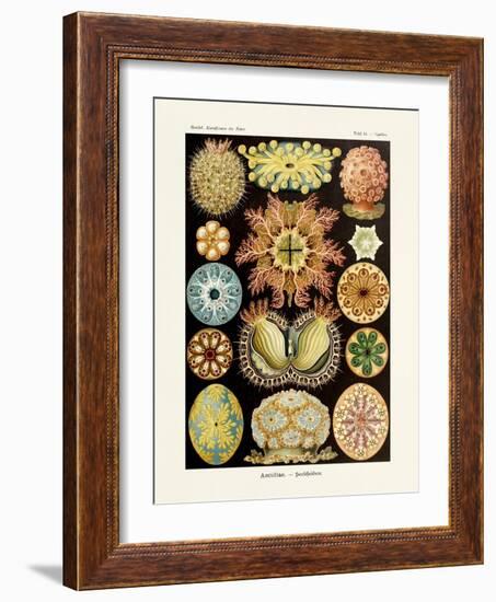 ERNST HAECKEL ART - 19Th Century - Ascidiae-The Nature Notes-Framed Photographic Print