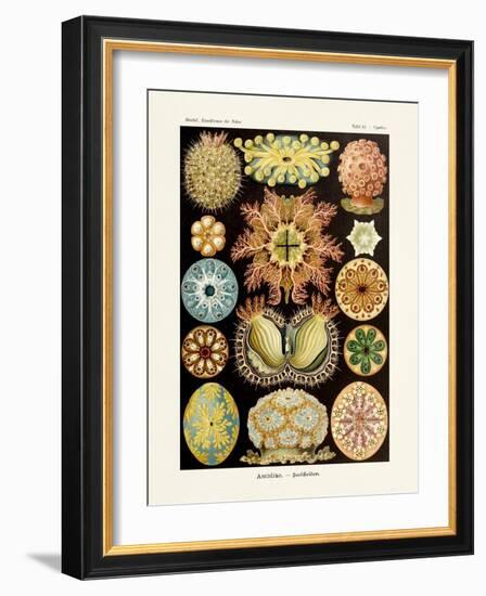 ERNST HAECKEL ART - 19Th Century - Ascidiae-The Nature Notes-Framed Photographic Print