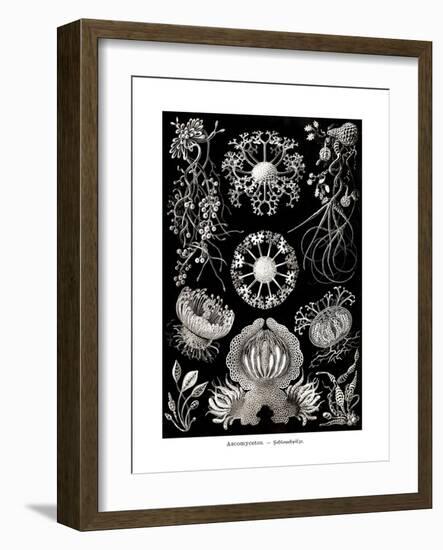 ERNST HAECKEL ART - 19Th Century - Ascomycetes-The Nature Notes-Framed Photographic Print