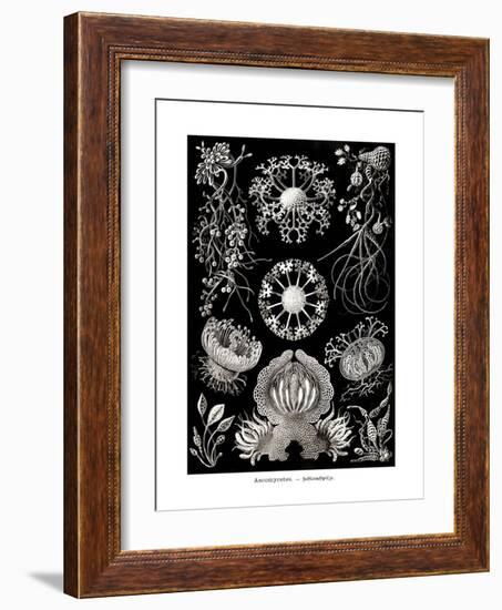 ERNST HAECKEL ART - 19Th Century - Ascomycetes-The Nature Notes-Framed Photographic Print