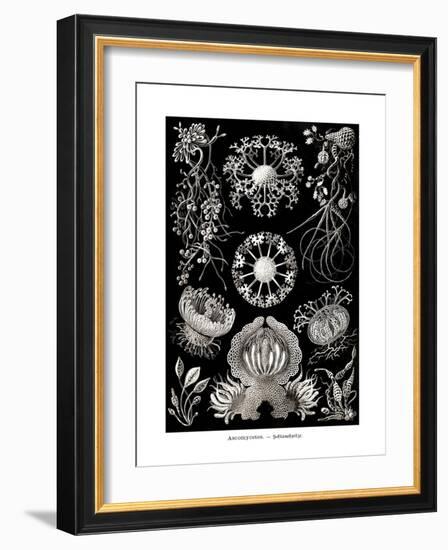 ERNST HAECKEL ART - 19Th Century - Ascomycetes-The Nature Notes-Framed Photographic Print