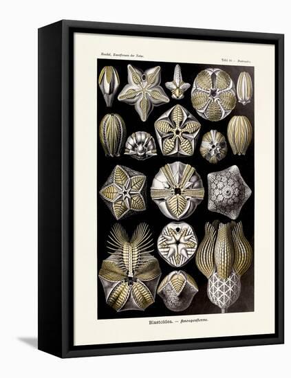 ERNST HAECKEL ART - 19Th Century - Blastoidea-The Nature Notes-Framed Premier Image Canvas