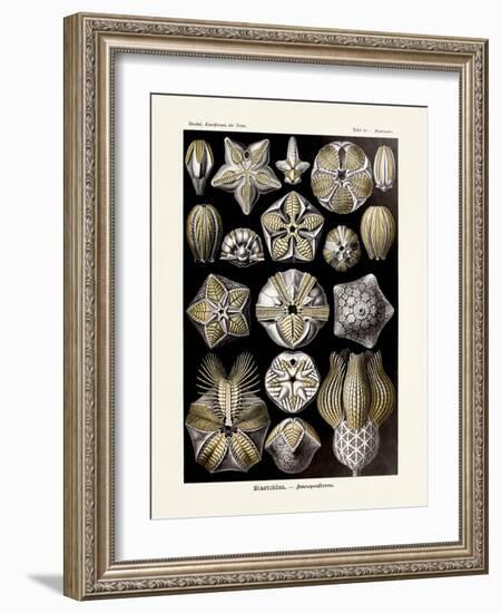 ERNST HAECKEL ART - 19Th Century - Blastoidea-The Nature Notes-Framed Photographic Print