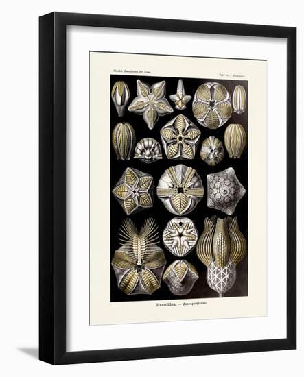 ERNST HAECKEL ART - 19Th Century - Blastoidea-The Nature Notes-Framed Photographic Print