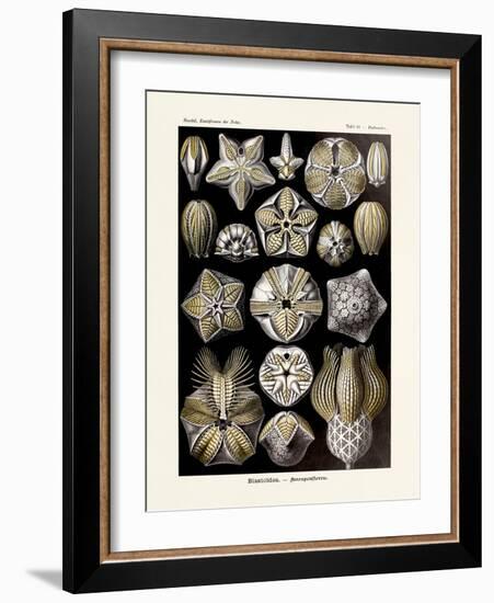 ERNST HAECKEL ART - 19Th Century - Blastoidea-The Nature Notes-Framed Photographic Print